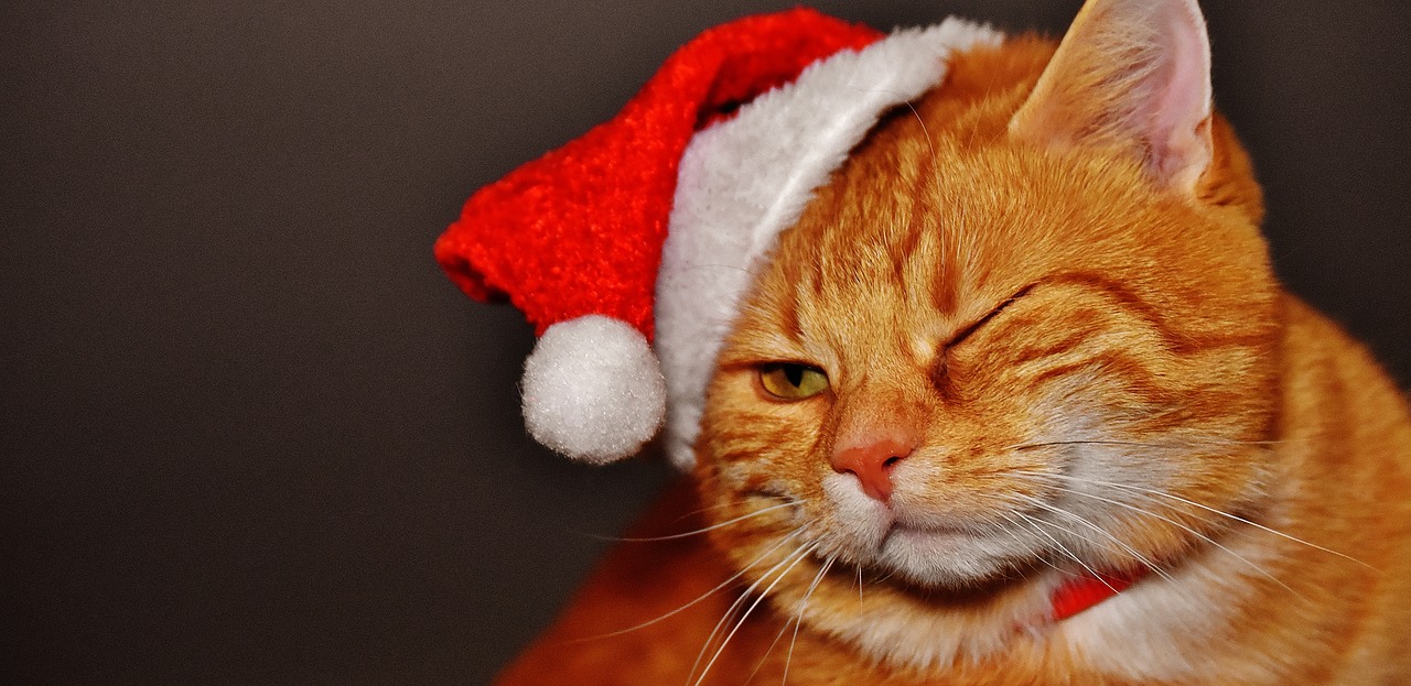 Image - cat red christmas santa hat funny