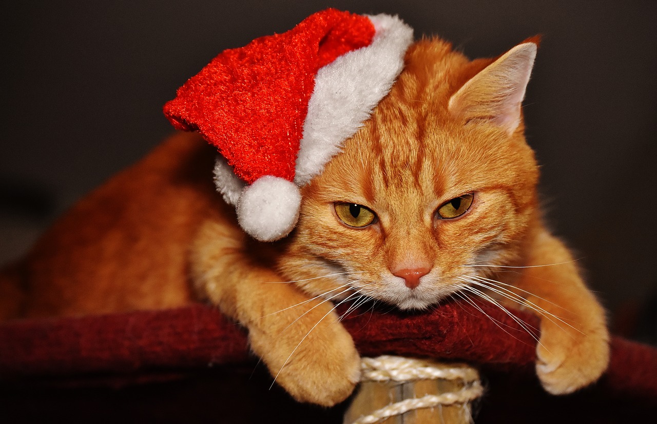 Image - cat red christmas santa hat funny