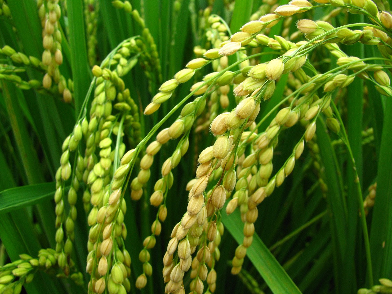 Image - plant rice rice and corn