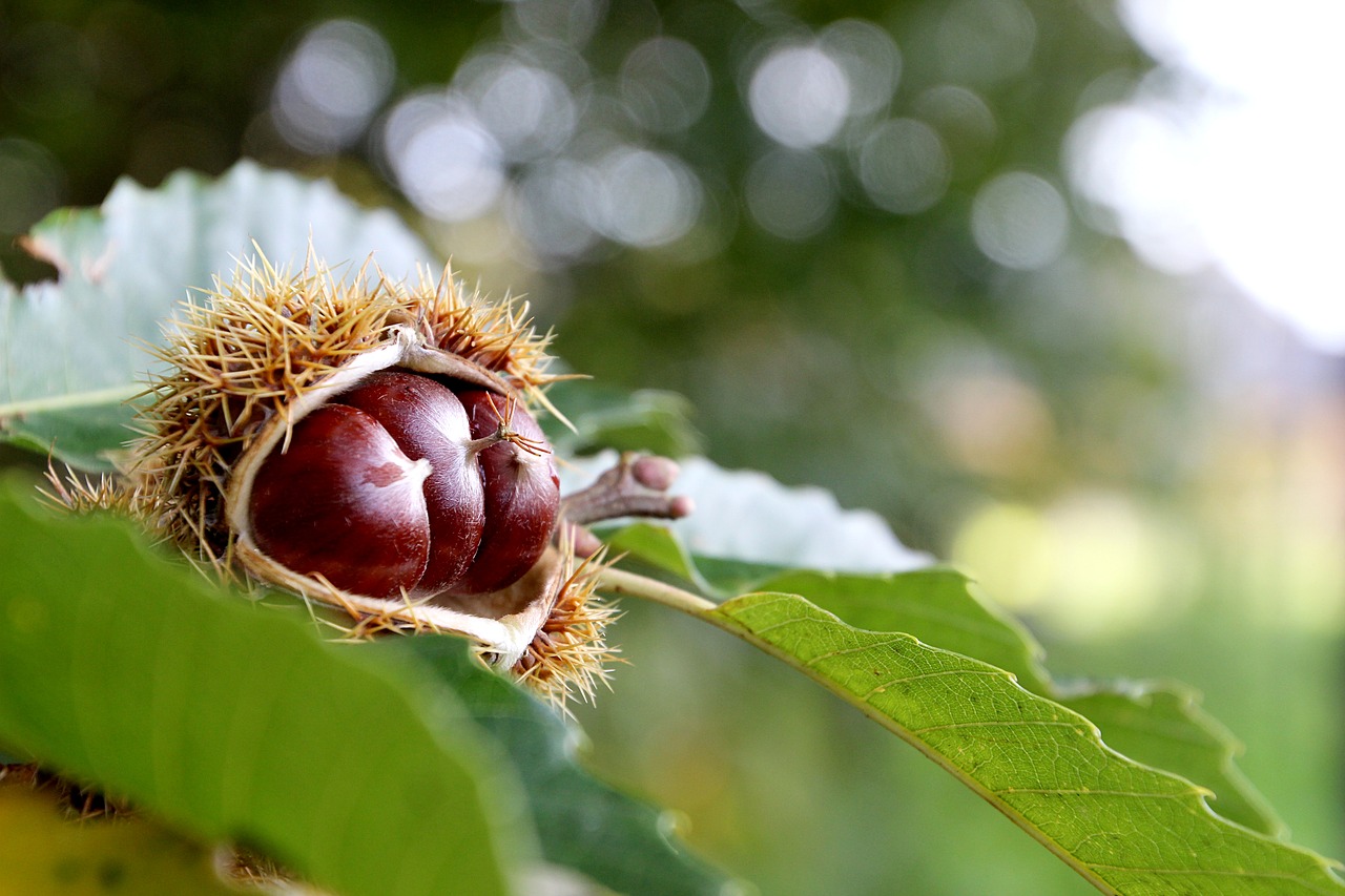 Image - autumn chestnut nature macro shiny