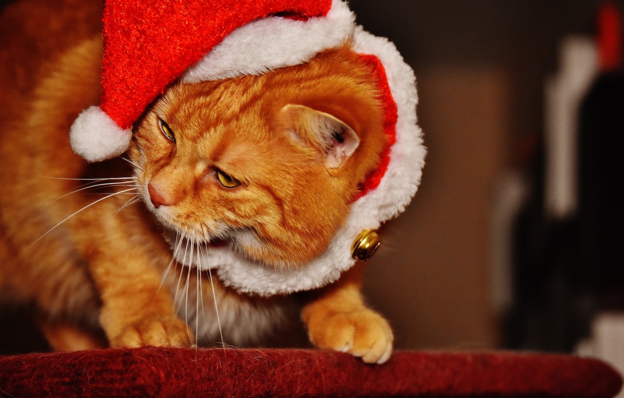 Image - cat red christmas santa hat funny