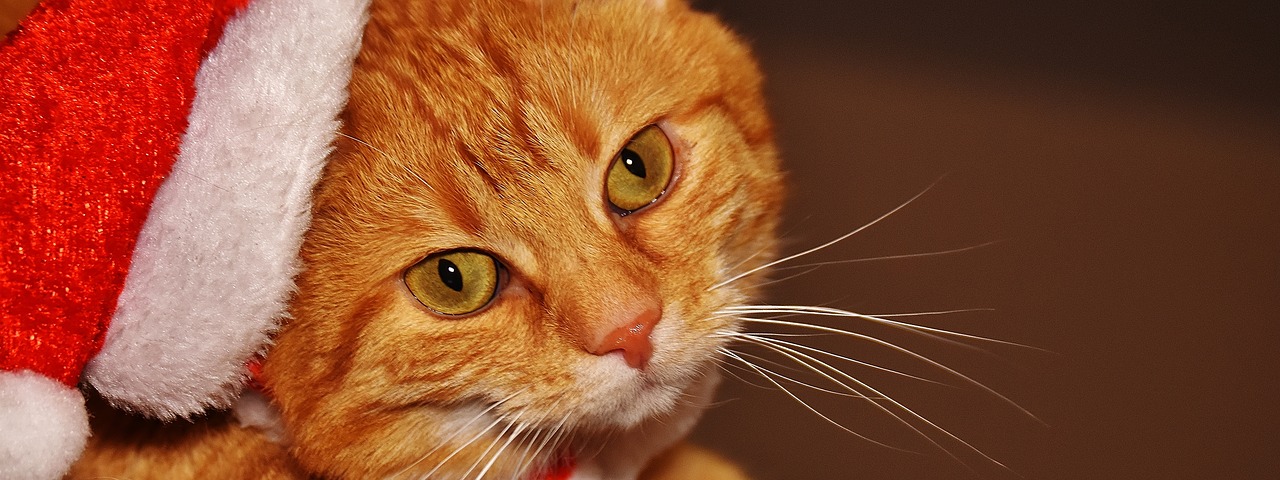 Image - cat red christmas santa hat funny