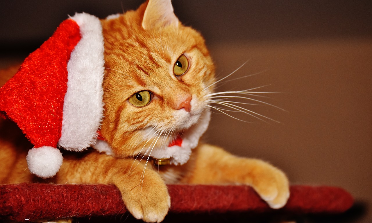 Image - cat red christmas santa hat funny