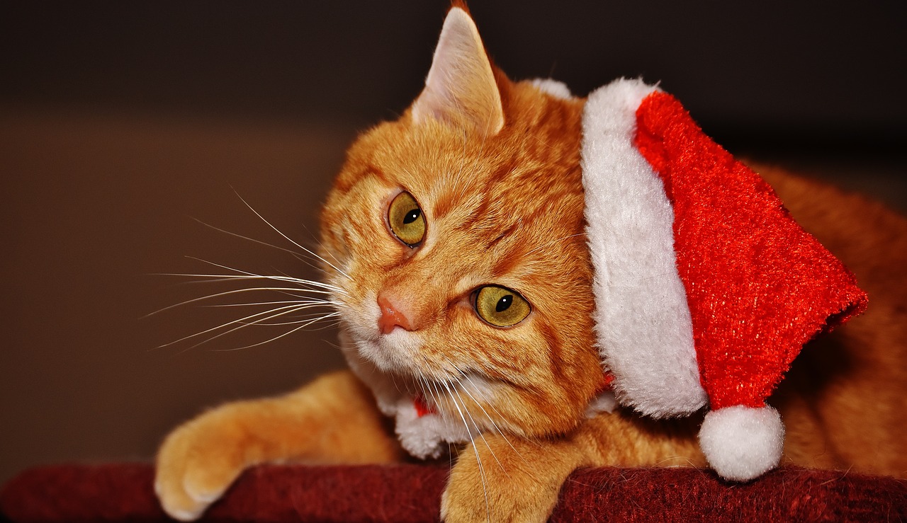 Image - cat red santa hat funny cute