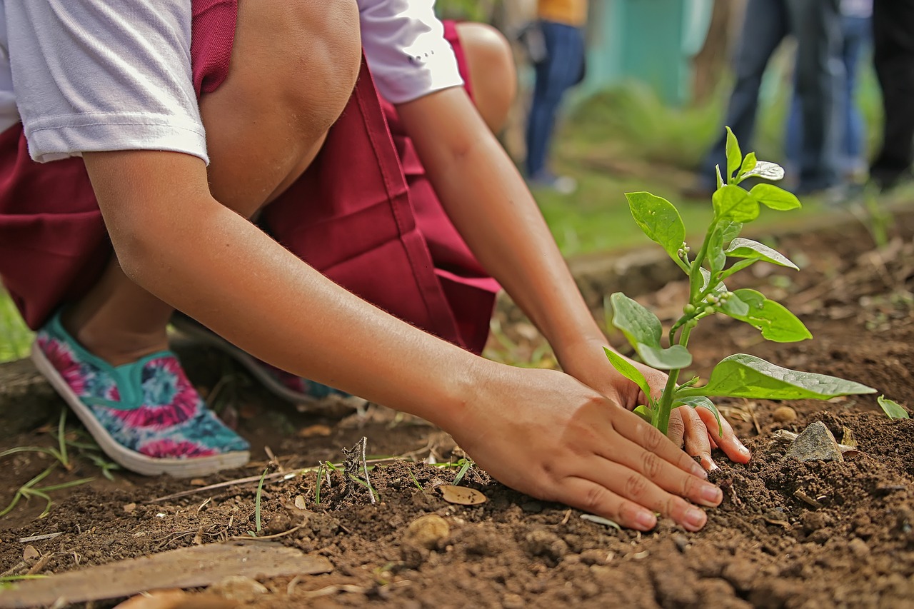 Image - planting environment nature botany