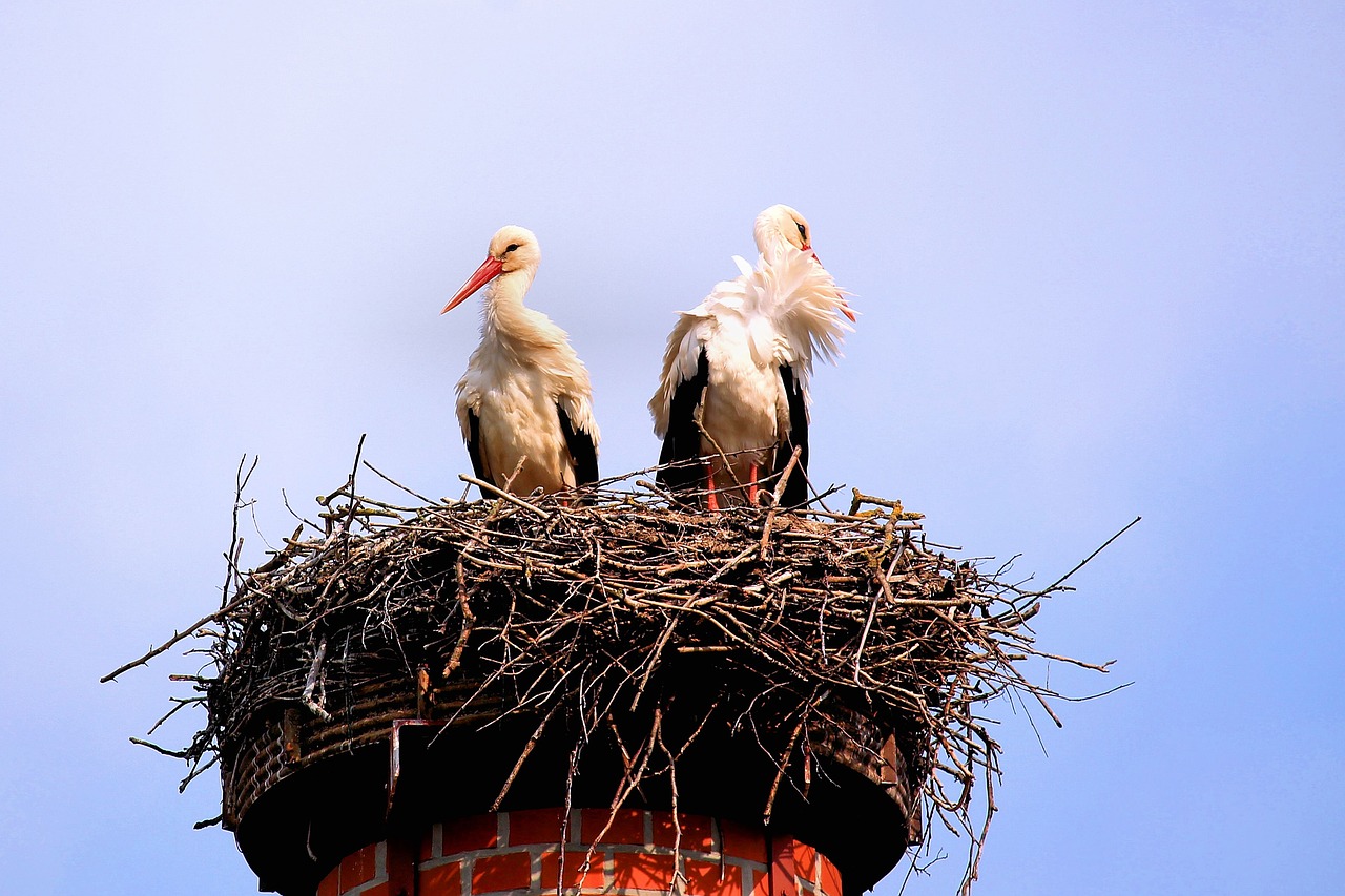 Image - storks birds screaming birds nest
