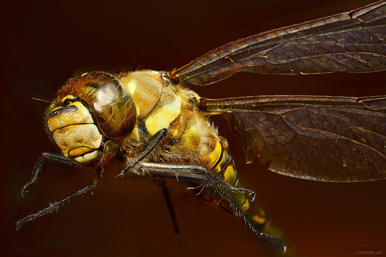 Image - bug dragonfly macro insects