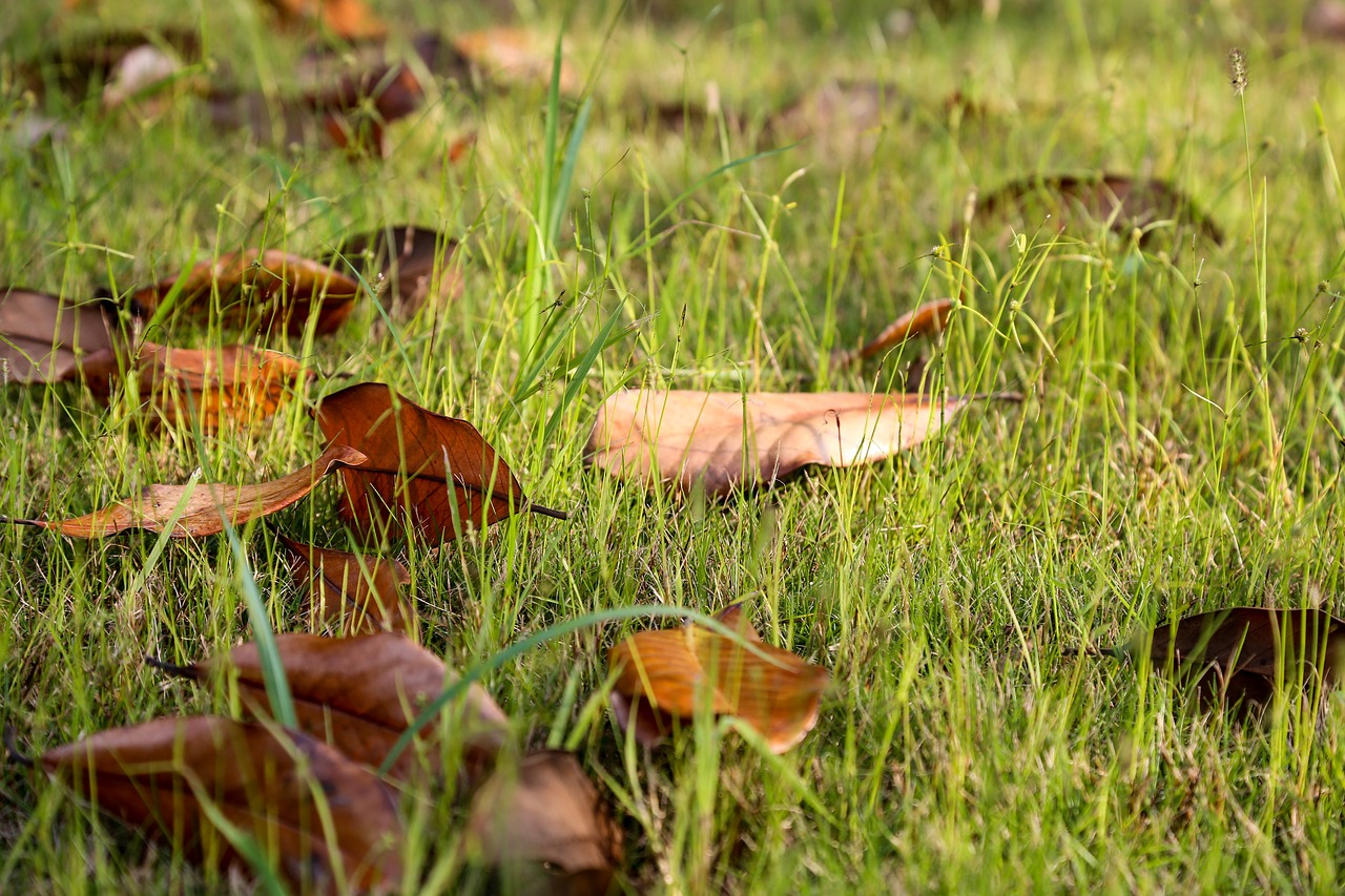 Image - defoliation grass early autumn