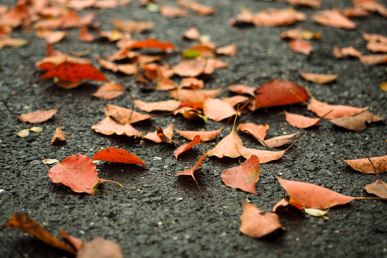 Image - defoliation orange road autumn