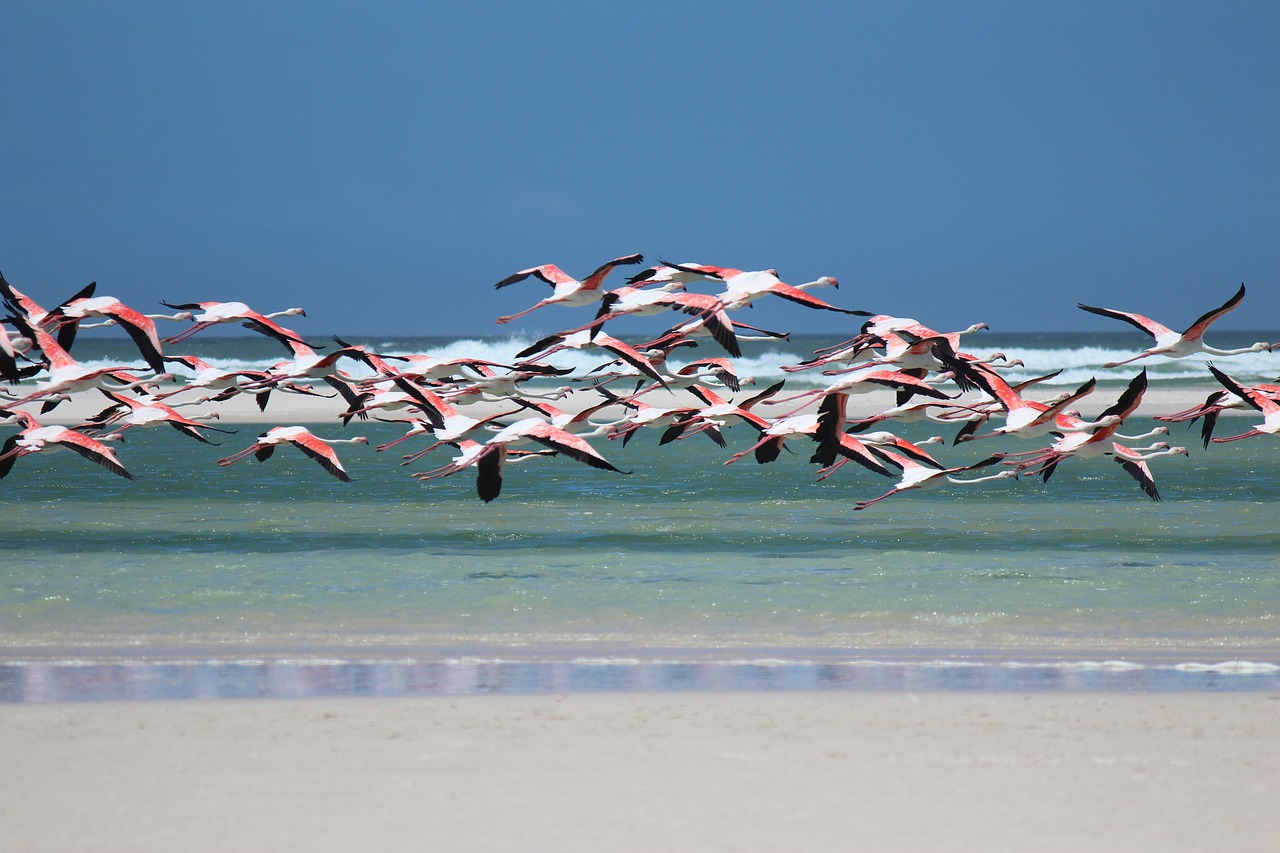 Image - flamingo beach sea south africa