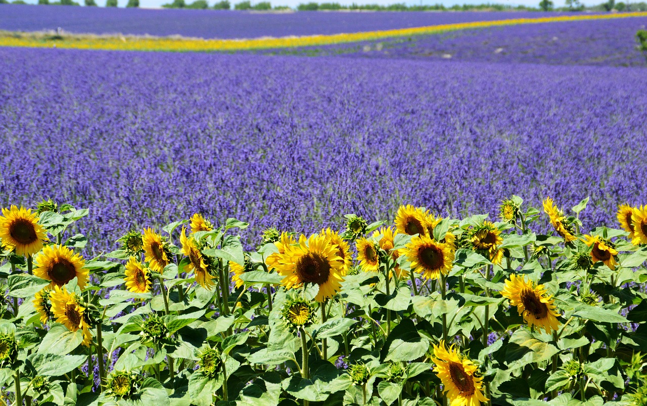 Image - lavender field sunflower valensole