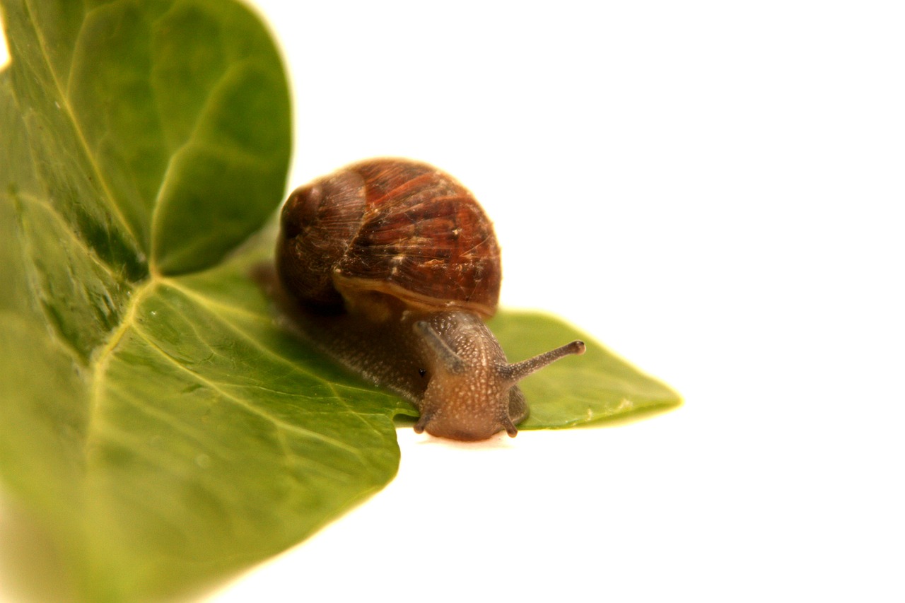 Image - snail animal leaf green flora wet