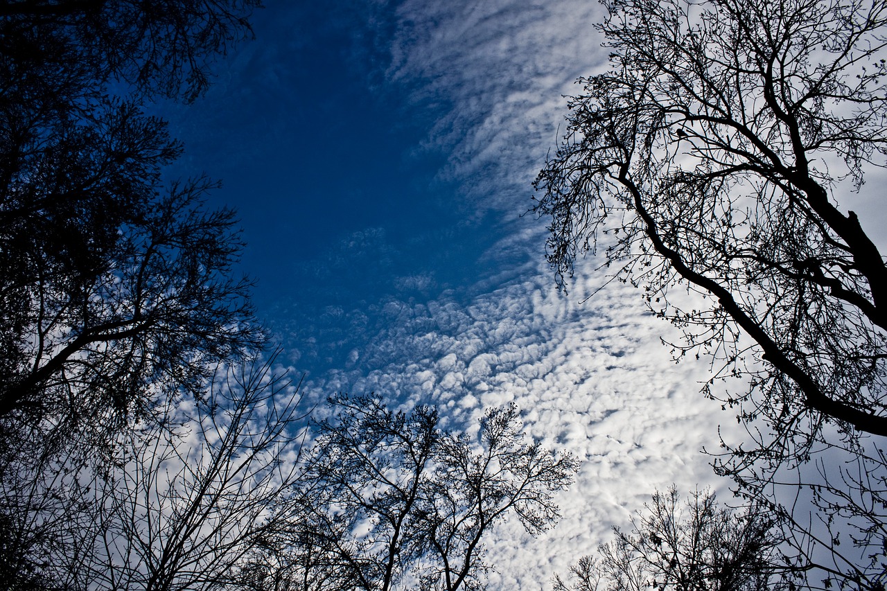 Image - tree branch forest cloud