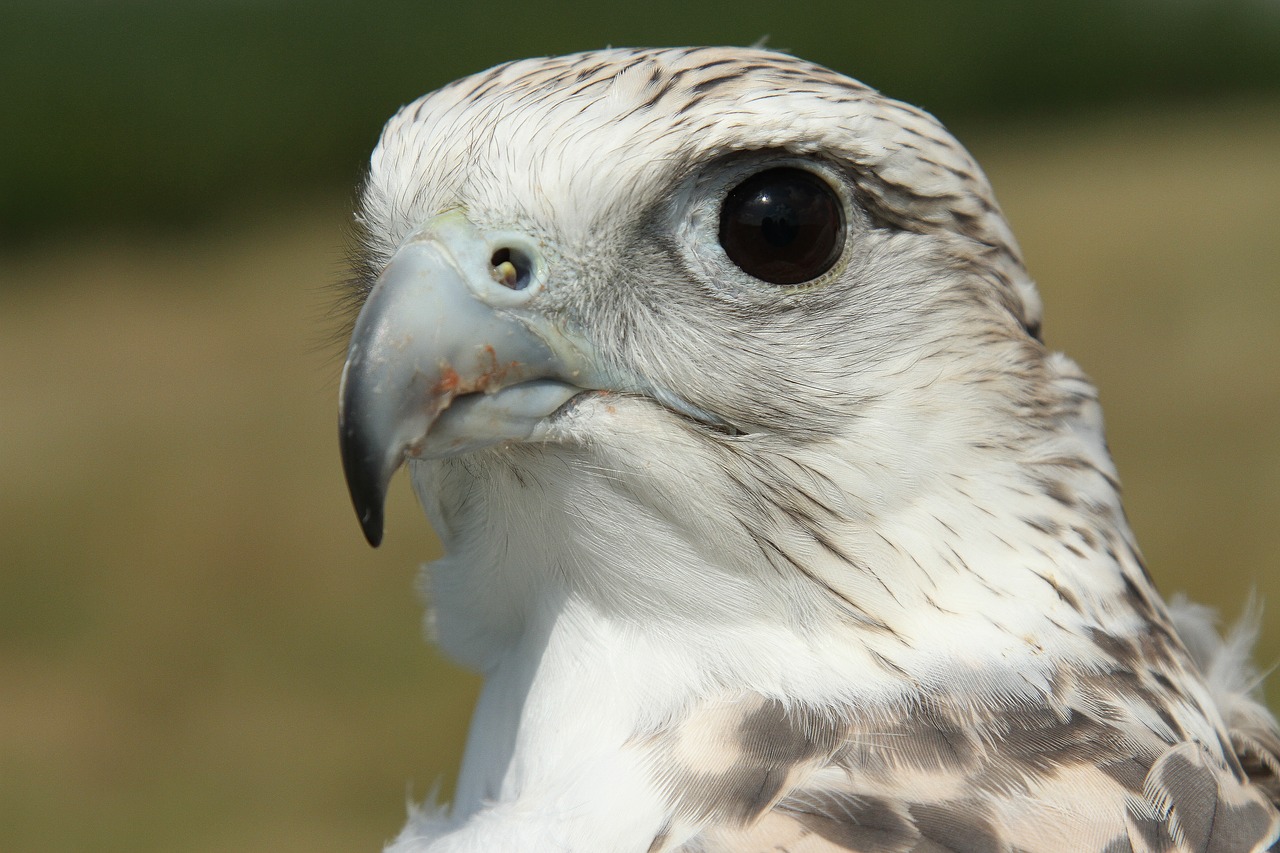 Image - gyrfalcon falcon bird hunter prey