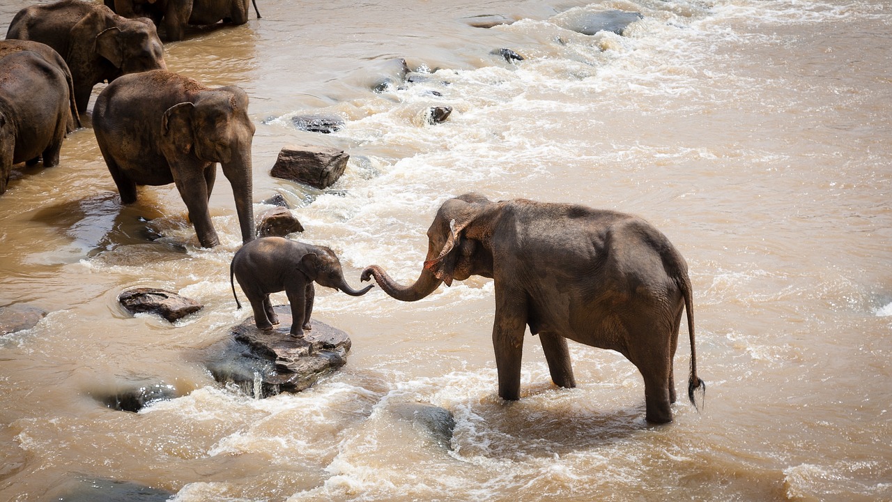 Image - elephants family group river