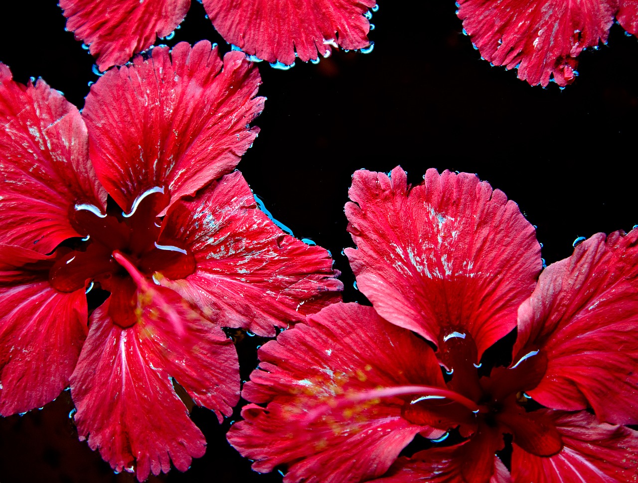 Image - red flowers floating water red