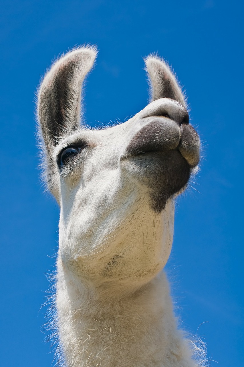 Image - lama camel white portrait mammal