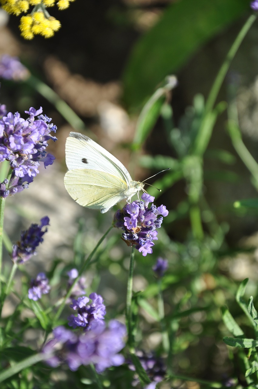 Image - lavender butterfly nature flower