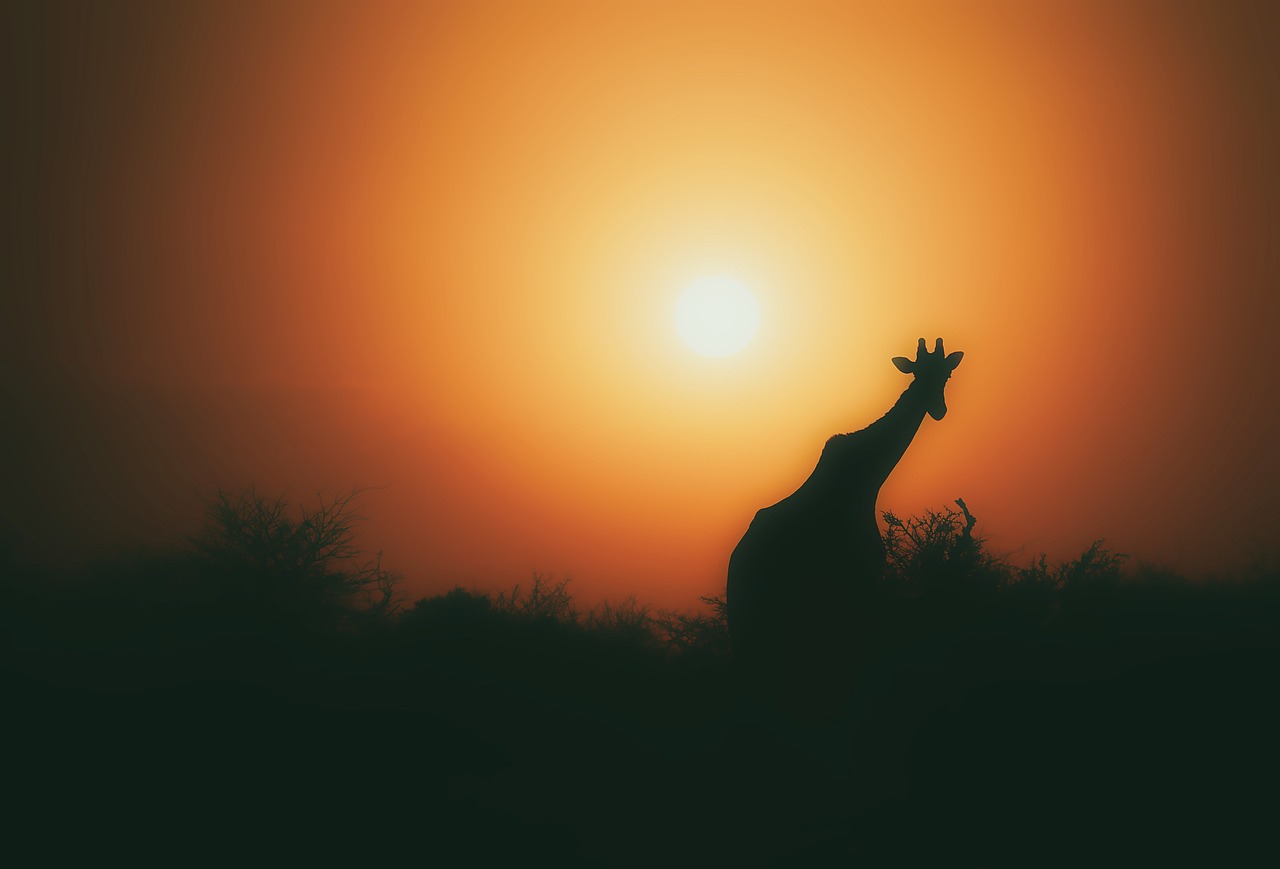 Image - giraffe animal wildlife silhouette