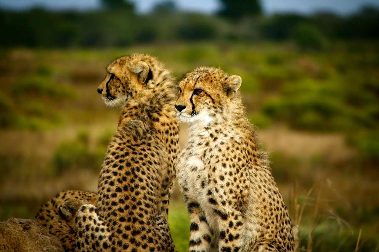 Image - cheetahs pair two together