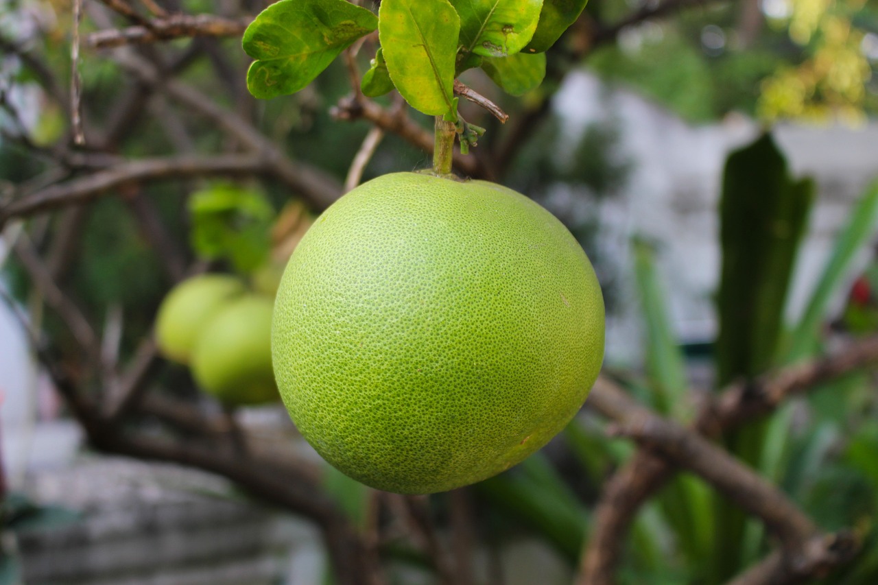 Image - pomelo fruit citrus healthy fresh