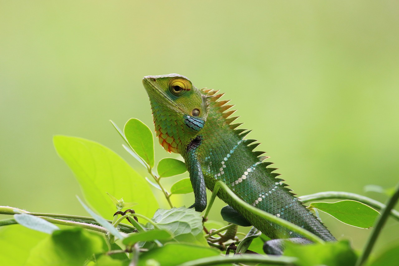 Image - chameleon wild nature green