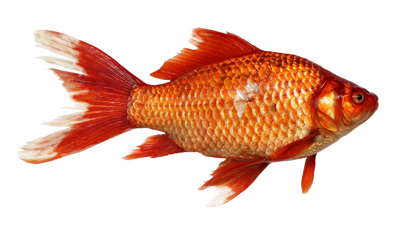 Image - goldfish carp fish