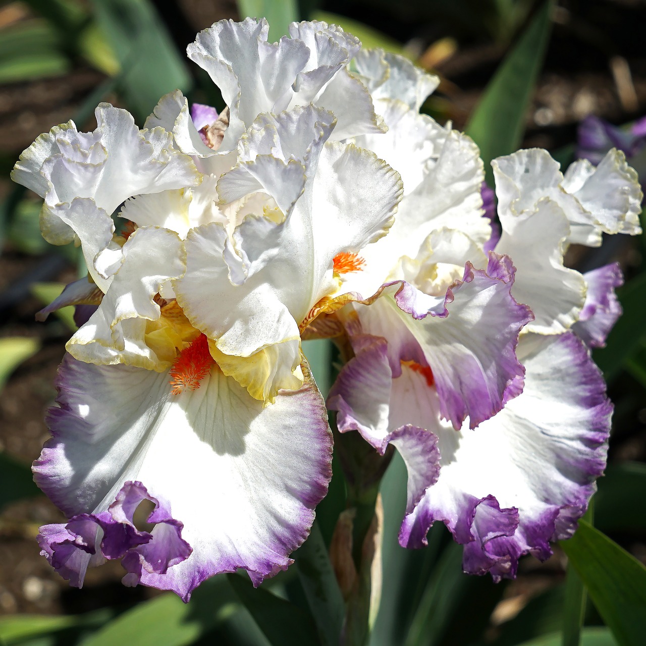 Image - iris flower floral plant garden