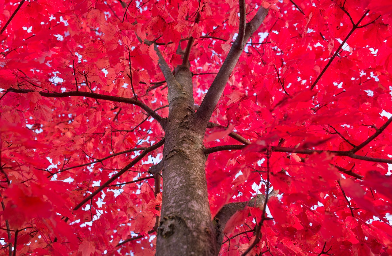 Image - red tree maple autumn foliage