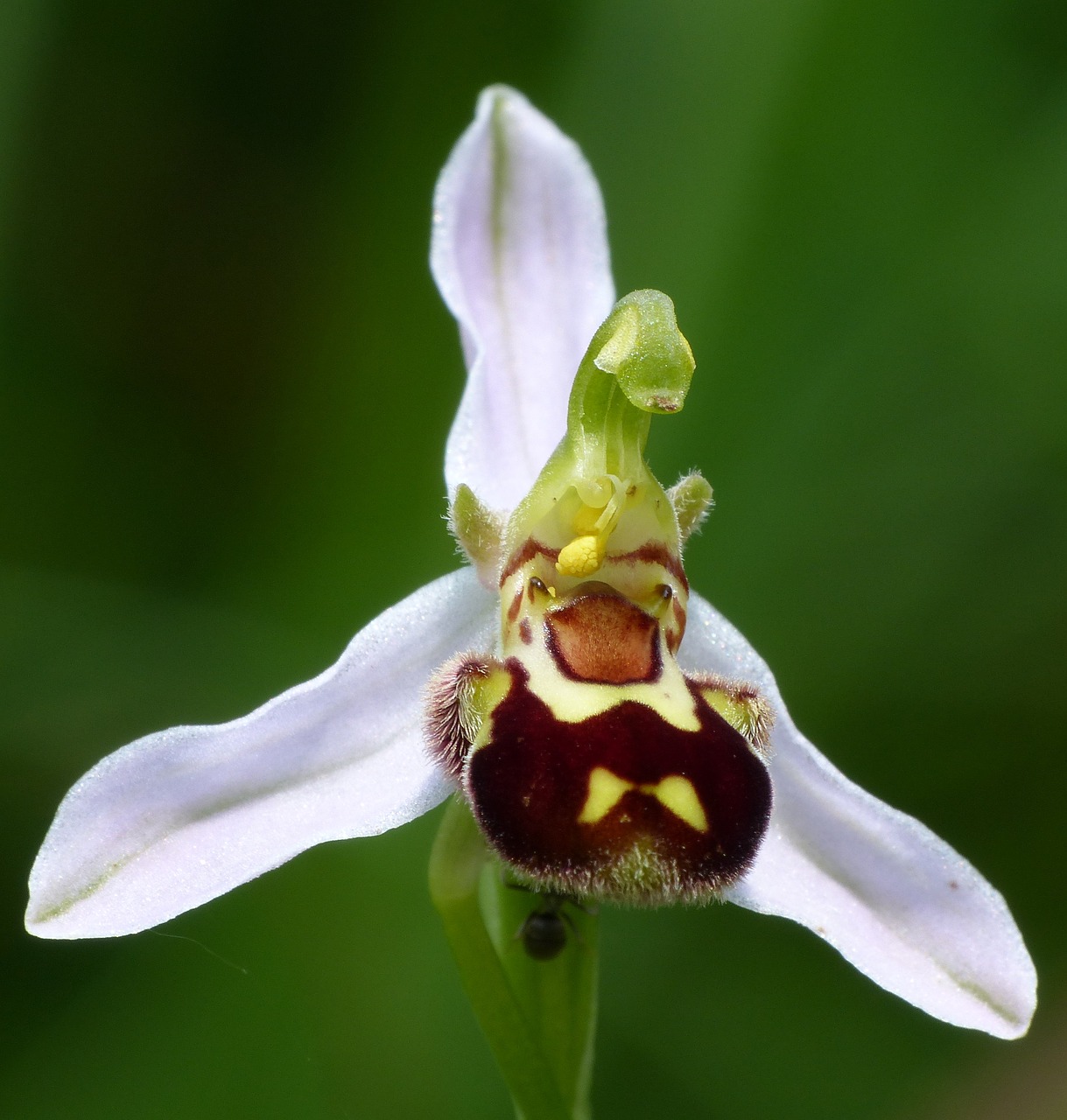 Image - orchid bees ragwurz flower nature