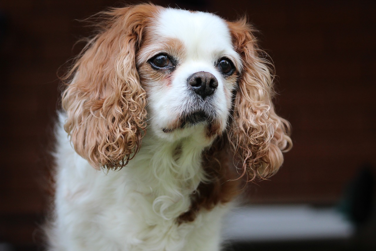 Image - king charles cavalier pet spaniel