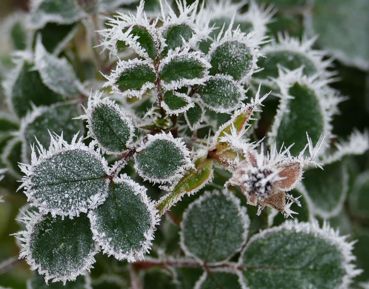 Image - winter cold ice wintry frost