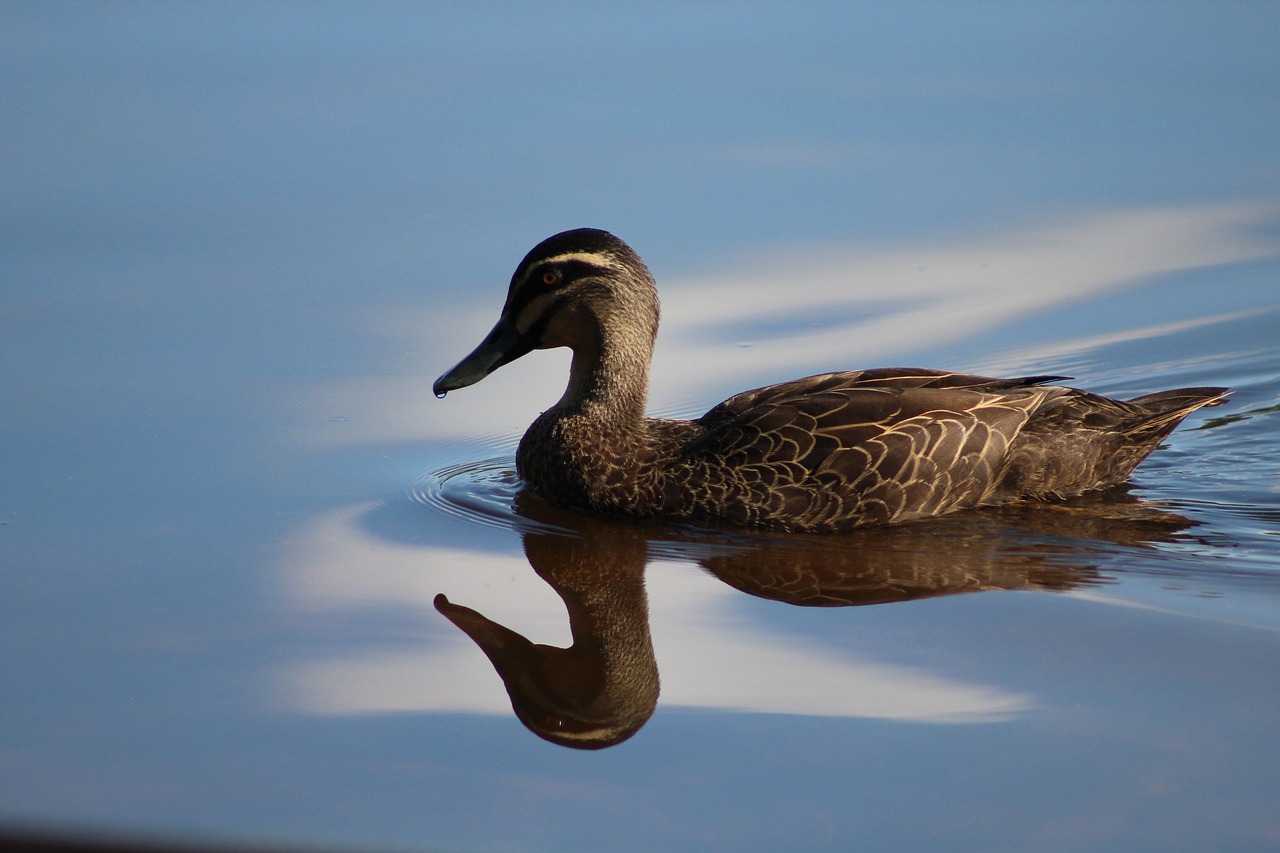 Image - duck water reflection bird nature