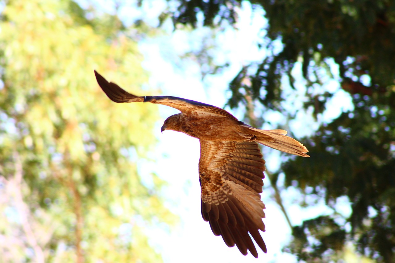 Image - whistling kite bird of prey