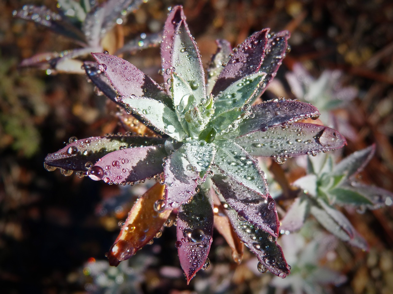 Image - plant wildlife rocio drops fog