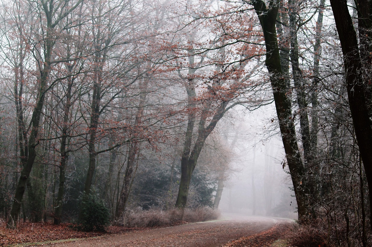 Image - fog park nature landscape forest