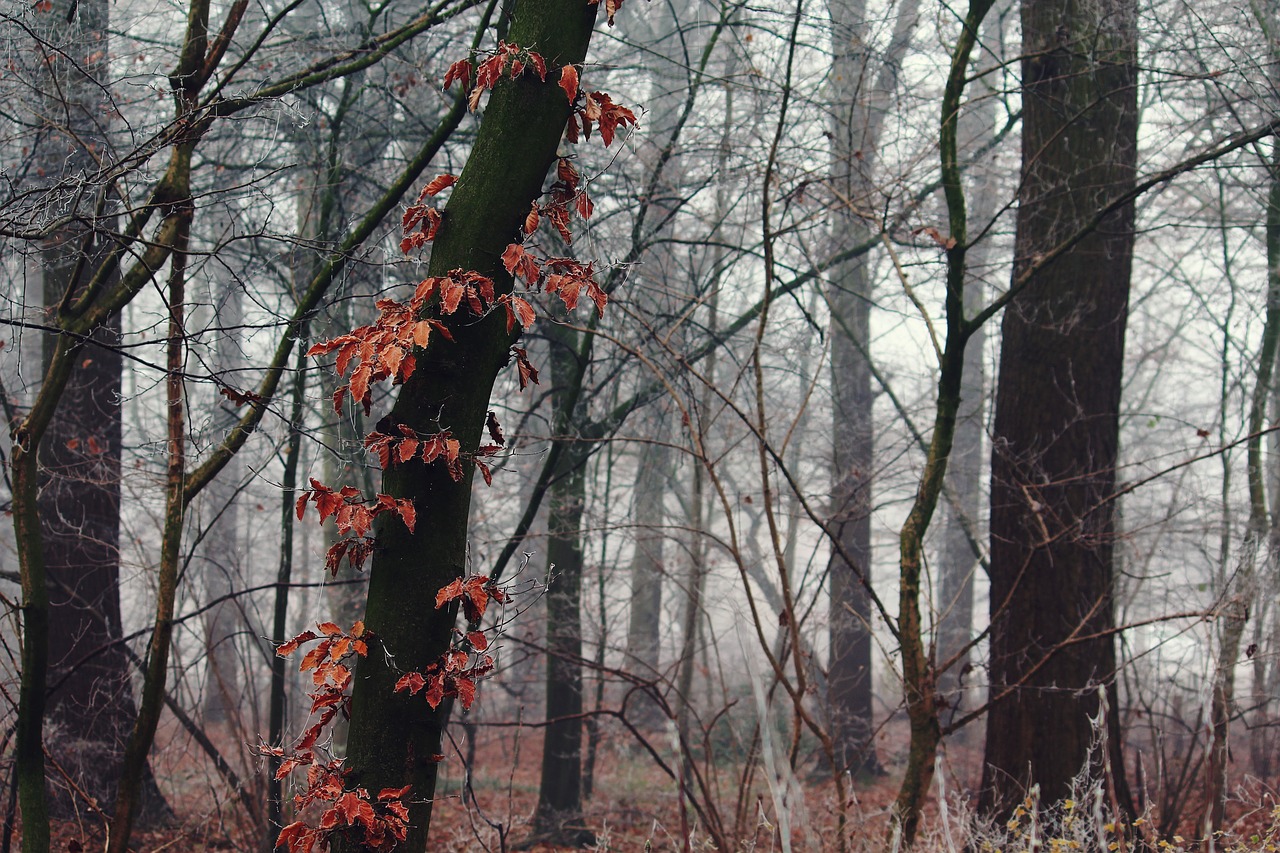 Image - fog nature landscape forest trees