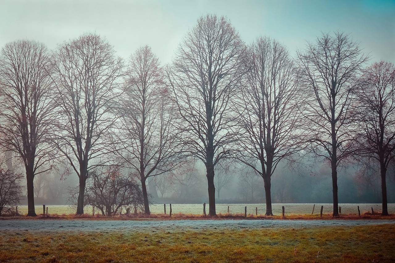 Image - landscape fog nature mood trees