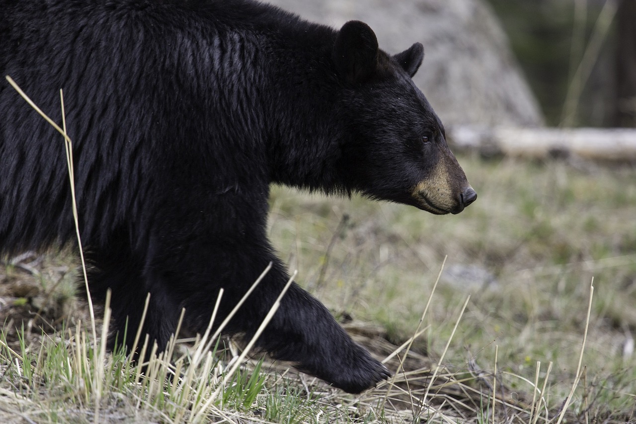 Image - black bear walking wildlife nature