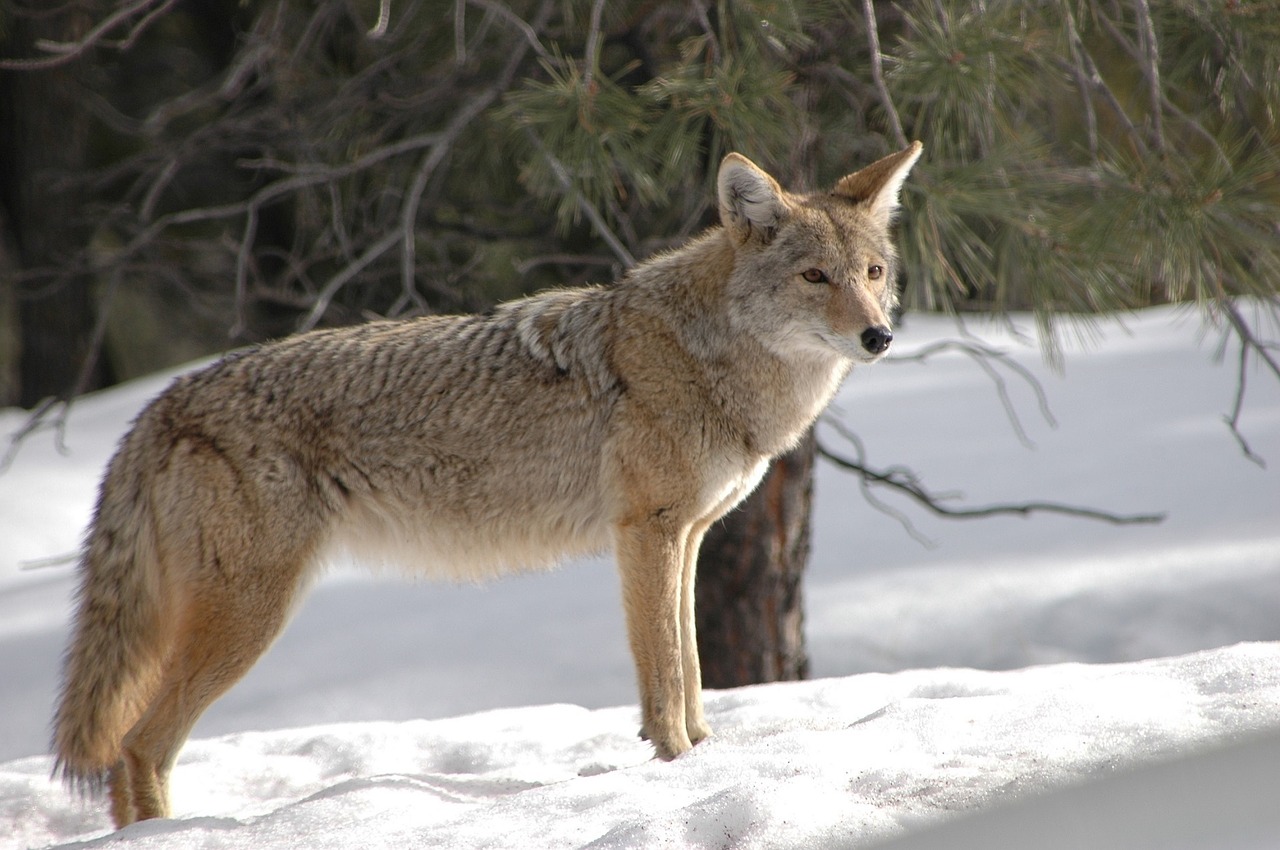 Image - coyote wildlife nature snow