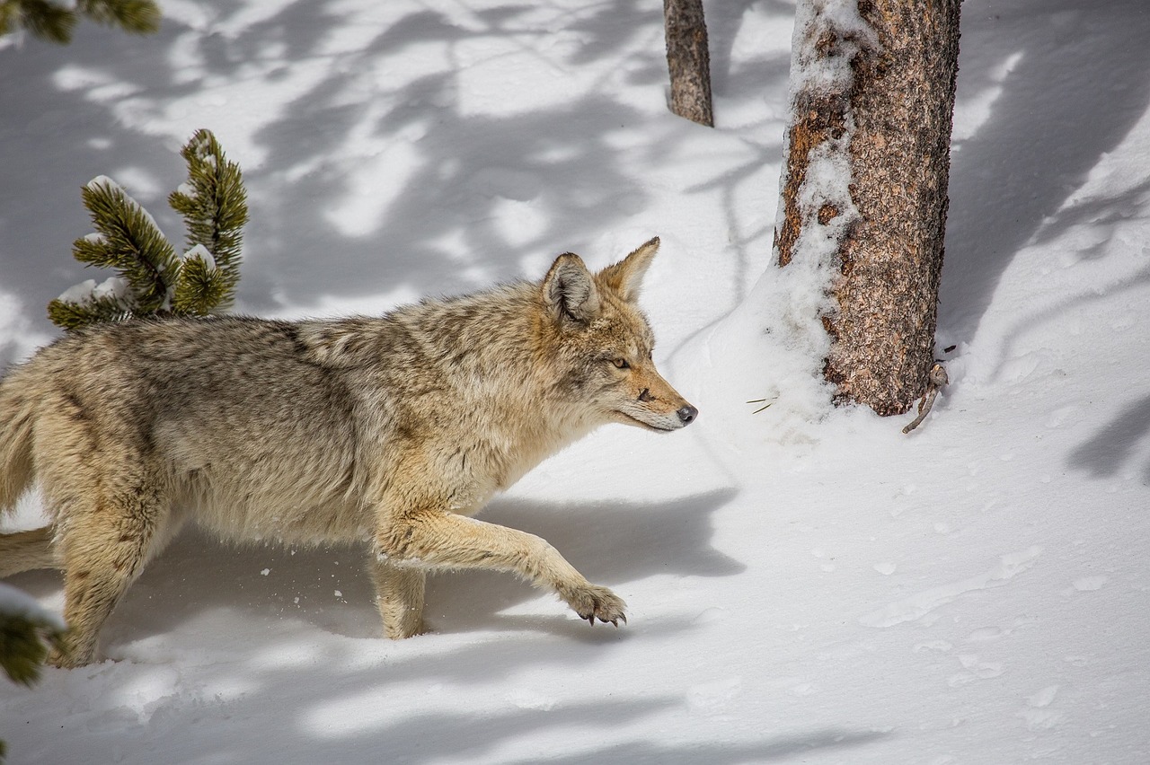 Image - coyote wildlife nature snow