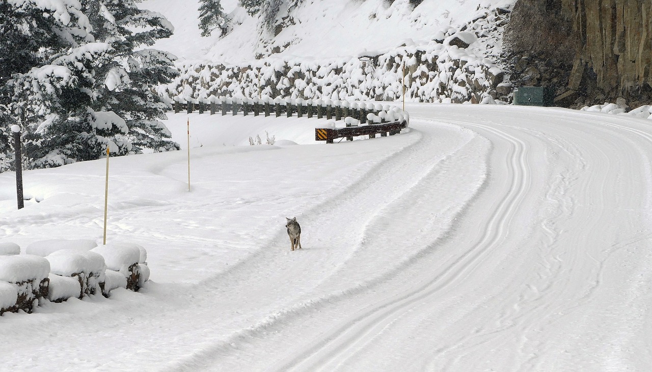 Image - coyote walking road wildlife