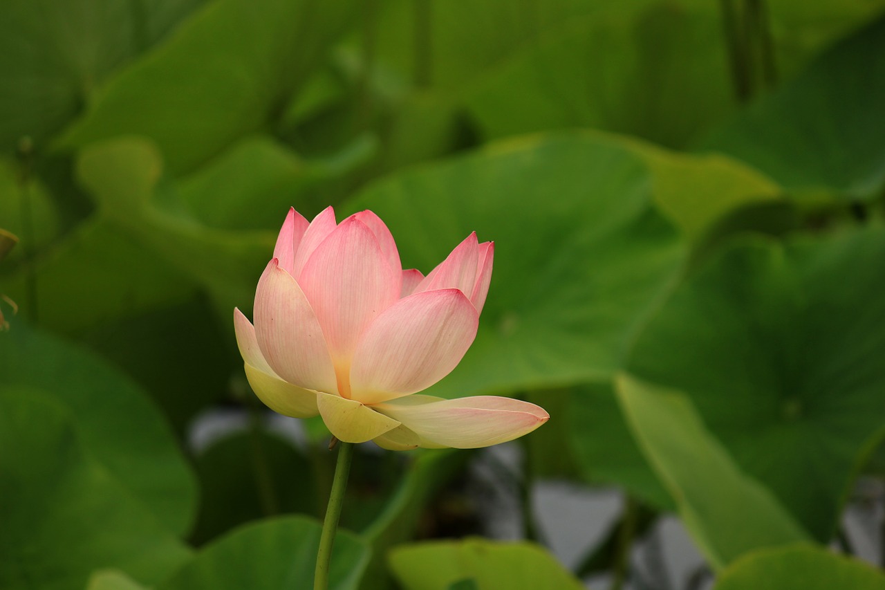 Image - water lily aquatic plant nature