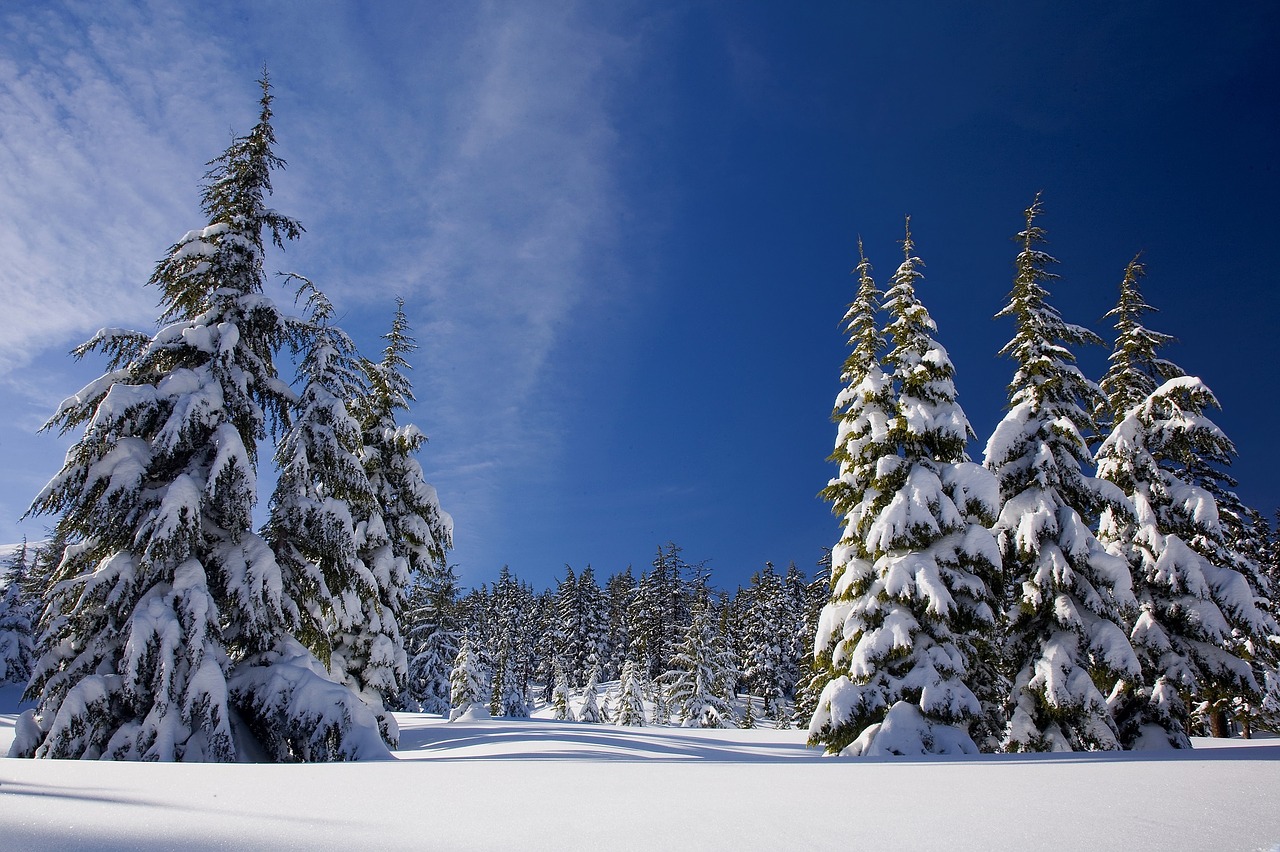 Image - snow forest winter nature trees