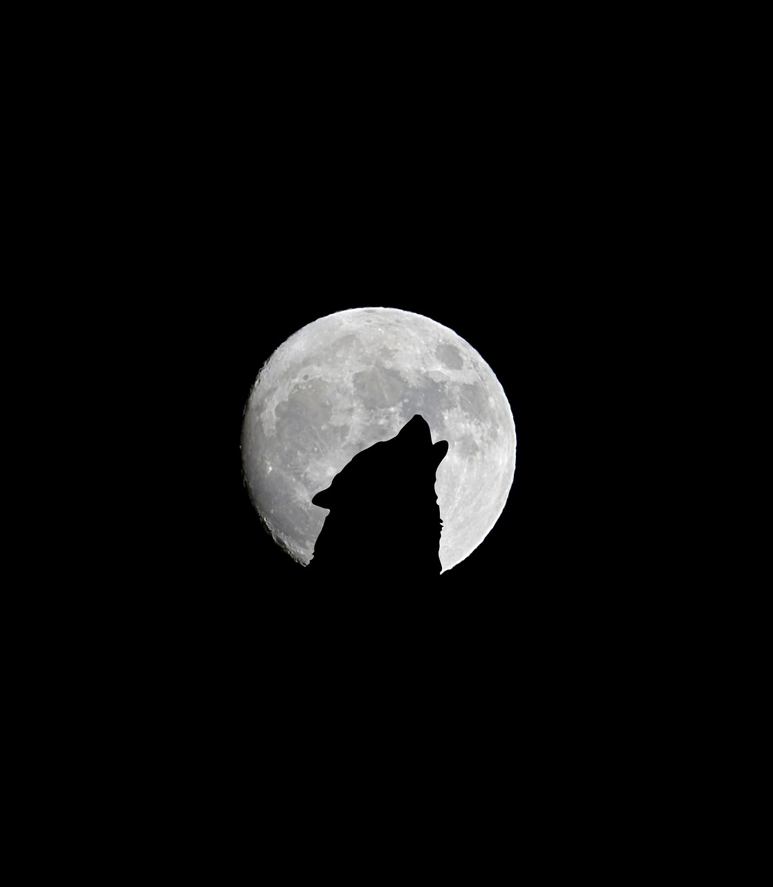 Image - full moon moon dark wolf night