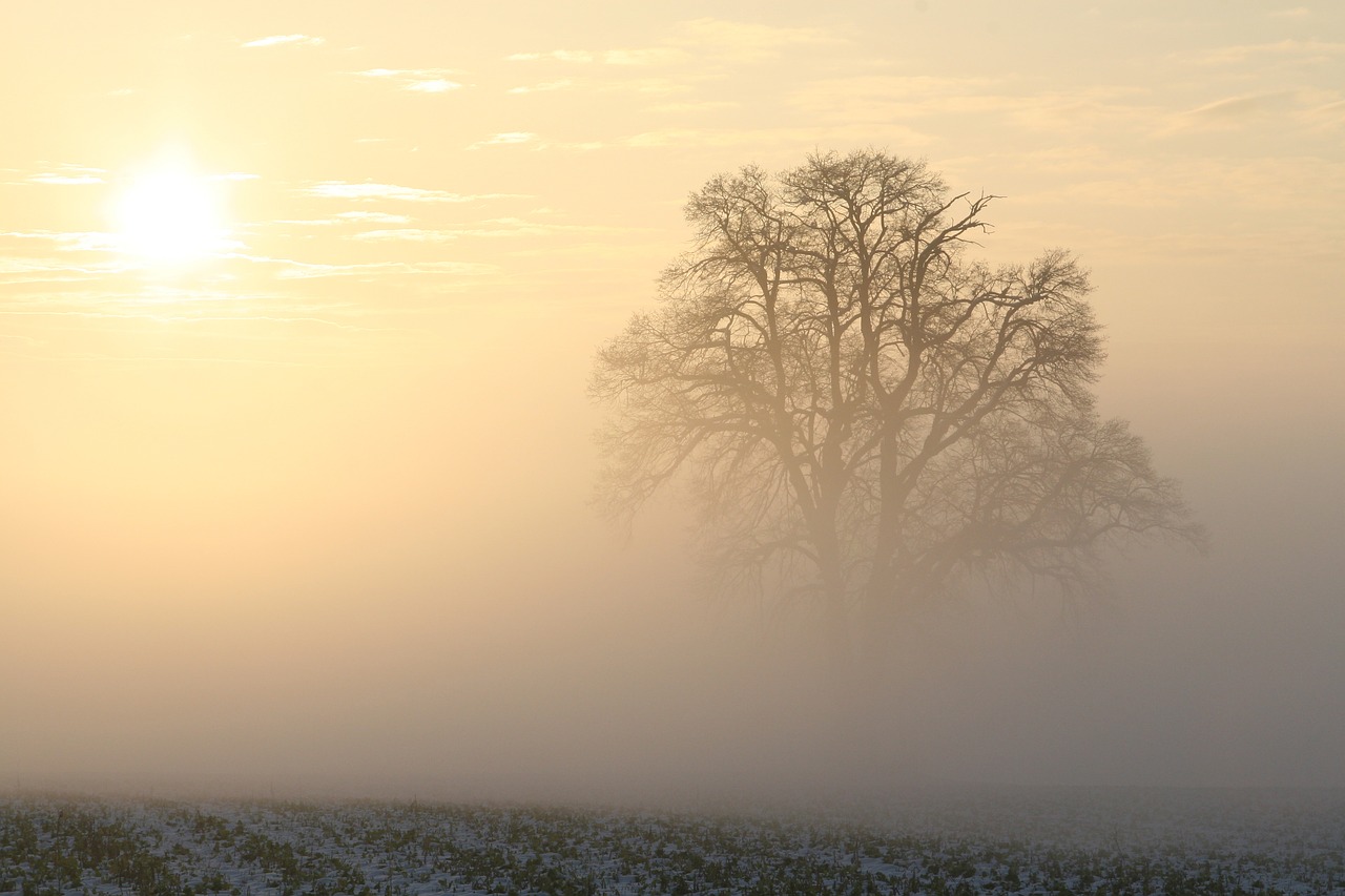 Image - winter fog sun morning sun