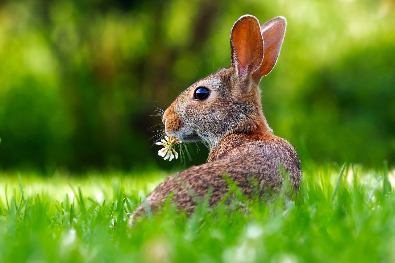 Image - rabbit hare animal cute adorable