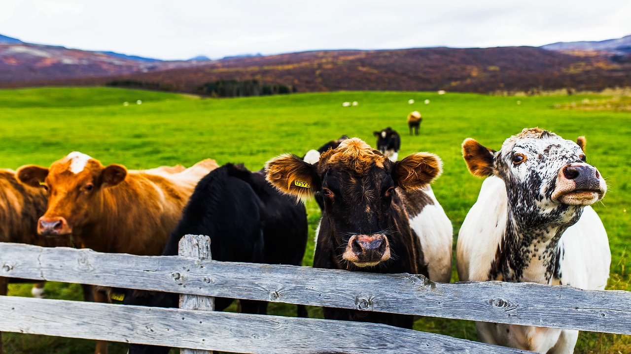 Image - iceland cattle cows fence meadow