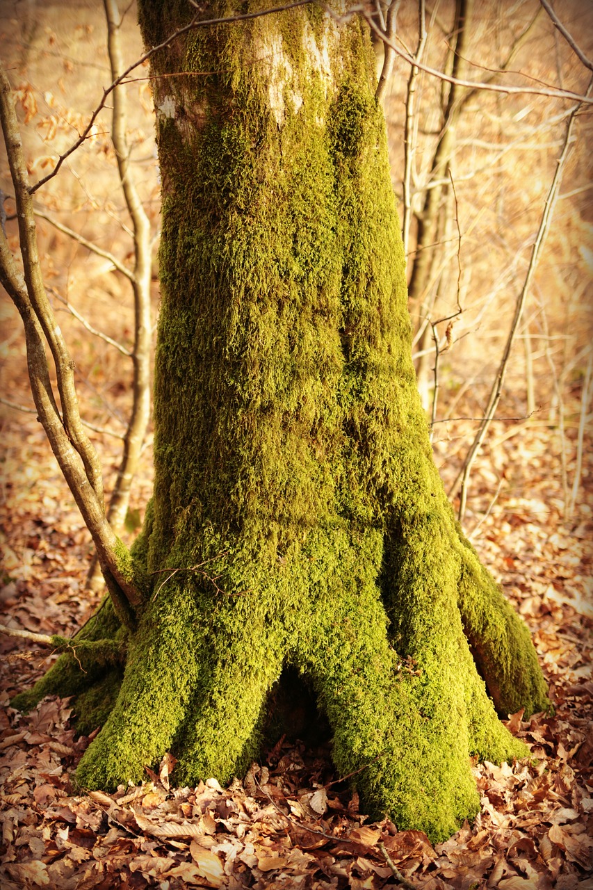 Image - trunk wood old wood foam forest