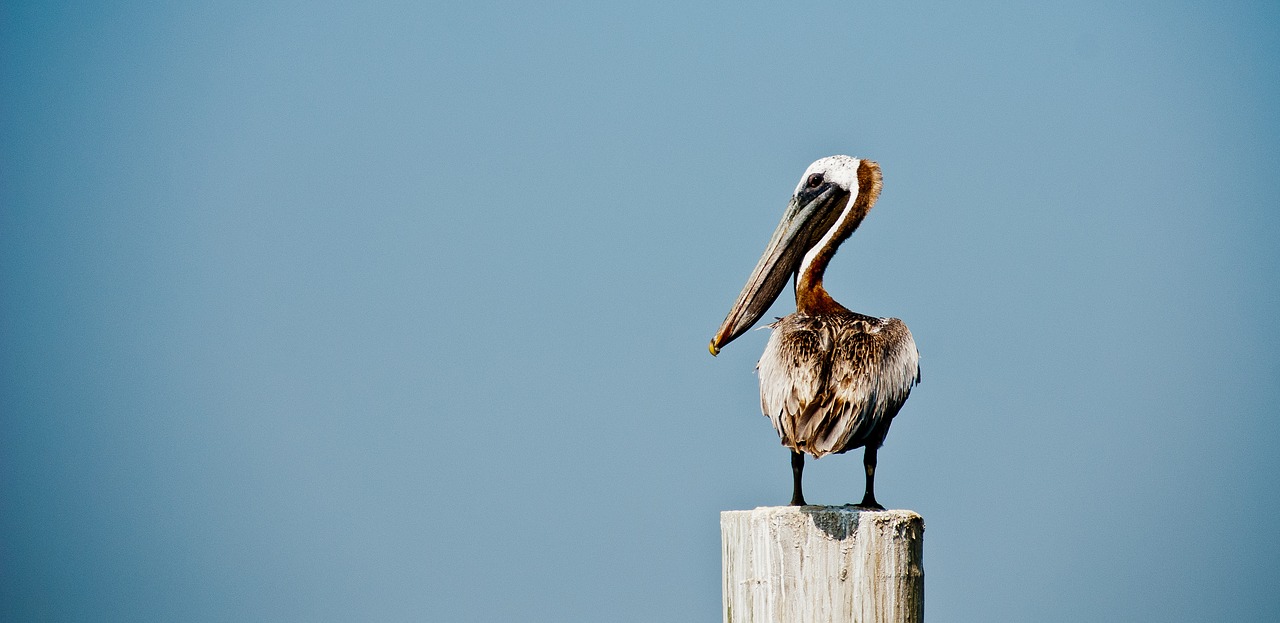 Image - pelican bird clean lonely coastal